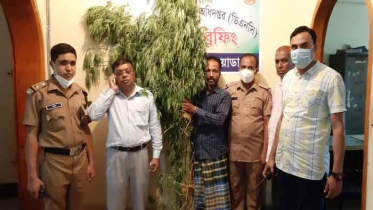 আলমডাঙ্গায় ৬টি গাঁজা গাছসহ আটক ১ 