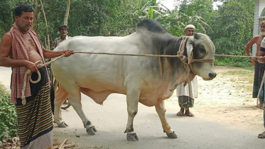 প্রধানমন্ত্রীকে ভালোবেসে গরু উপহার কৃষক দম্পতির