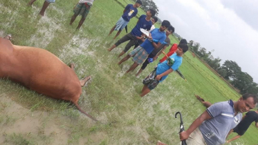 মিরসরাইয়ে বজ্রপাতে মারা গেল ২টি গরু