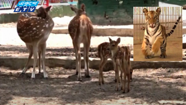 করোনার মধ্যে চট্টগ্রাম চিড়িয়াখানায় বেড়েছে নতুন শাবক (ভিডিও)