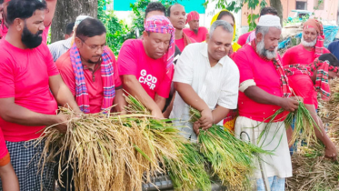 কুমিল্লায় কৃষকলীগের ধান কাটা উৎসব