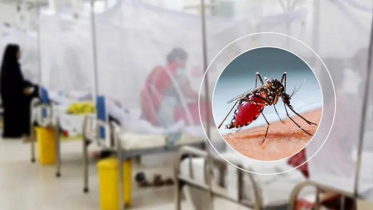 ডেঙ্গু আক্রান্ত হয়ে আরও ৪৪ জন হাসপাতালে ভর্তি ডেঙ্গু আক্রান্ত হয়ে আরও ৪৪ জন হাসপাতালে ভর্তি