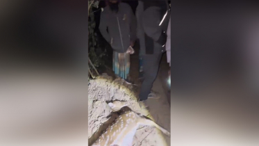 প্রাইভেট কারের চাপায় প্রাণ গেল গর্ভবতী হরিণের