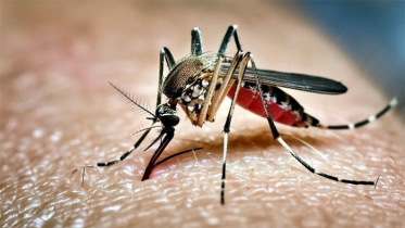 ডেঙ্গুতে  ৪ জনের মৃত্যু, হাসপাতালে ভর্তি ১১০১