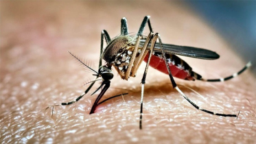 ডেঙ্গুতে ছয়জনের মৃত্যু,হাসপাতালে ভর্তি ৭৮৮