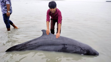 প্রথমবার কুয়াকাটা সৈকতে ভেসে এলো জীবিত ডলফিন