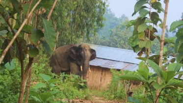 চকরিয়ায় বন্য হাতির আক্রমণে একজন নিহত