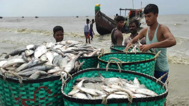 ধরা পড়ছে ইলিশ, মুখরিত উপকূলের মাছঘাটগুলো