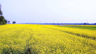 দিগন্তজোড়া মাঠে দুলছে কৃষকের রঙিন স্বপ্ন