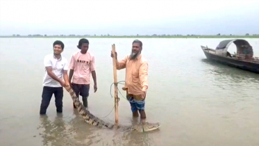 ফরিদপুরে পদ্মায় জেলেদের বড়শিতে ধরা পড়ল কুমির, এলাকায় আতঙ্ক