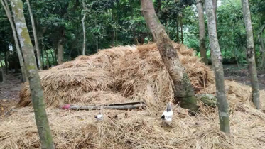 খড়ের নীচে চাপা পড়ে প্রবাসীর দুই শিশুসহ স্ত্রীর মৃত্যু