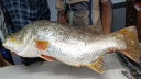 জেলের জালে ধরা পড়লো ২২ কেজি ওজনের কোরাল