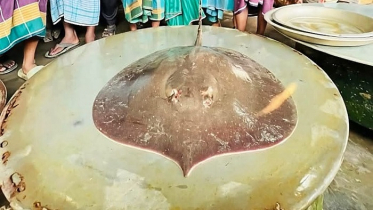 ফরিদপুরে জালে ধরা পড়ল ৭ কেজির বিরল শাপলাপাতা মাছ ফরিদপুরে জালে ধরা পড়ল ৭ কেজির বিরল শাপলাপাতা মাছ