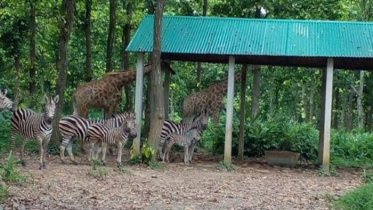 বঙ্গবন্ধু সাফারি পার্কে জেব্রা পরিবারে নতুন অতিথি