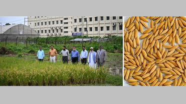 গাজীপুর কৃষি বিশ্ববিদ্যালয়ের নতুন জাতের ধান উদ্ভাবন গাজীপুর কৃষি বিশ্ববিদ্যালয়ের নতুন জাতের ধান উদ্ভাবন