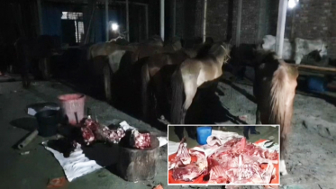 গাজীপুরে ৩৭টি ঘোড়া উদ্ধার, ৫ মণ মাংস জব্দ