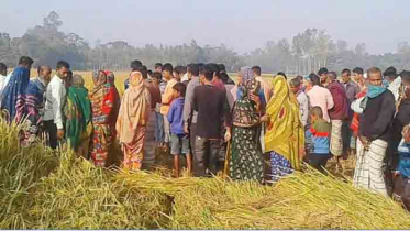 ধানক্ষেতে মিললো নিখোঁজ গোয়ালার মরদেহ