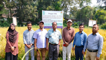 বেগুন-টমেটোর পর কীটনাশকমুক্ত ধানচাষে হাবিপ্রবি’র সাফল্য