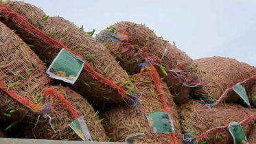 হিলিতে আমদানির কাঁচামরিচ, কেজিতে দাম কমল ৬০ টাকা