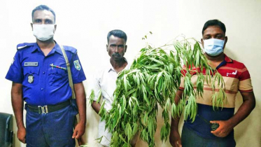 ঘোড়াঘাটে ছাদবিহীন ঘরের মেঝেতে গাঁজা চাষ, আটক ১