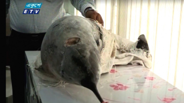 হালদার বিলুপ্ত প্রজাতির ডলফিনের জীবন রহস্য উন্মোচন (ভিডিও)