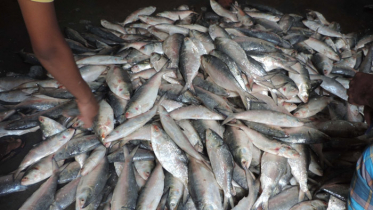 আগামীকাল থেকে ৩০ এপ্রিল পর্যন্ত ইলিশ আহরণ নিষিদ্ধ