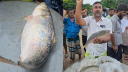 পদ্মার এক ইলিশ ৮ হাজার ৬শ’ টাকায় বিক্রি