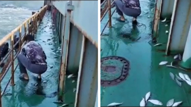 জাহাজে লাফিয়ে লাফিয়ে উঠলো ইলিশ, রাখা গেল ৩ মণ জাহাজে লাফিয়ে লাফিয়ে উঠলো ইলিশ, রাখা গেল ৩ মণ