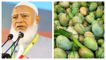 সংসদের সবাইকে ১০ কেজি করে আম উপহার দিলেন জামায়াত আমির সংসদের সবাইকে ১০ কেজি করে আম উপহার দিলেন জামায়াত আমির