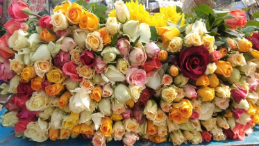 শীতের আগমনী ছোঁয়ায় রঙে রঙে সেজেছে গদখালী,টিউলিপ চাষে নতুন সম্ভাবনার ইঙ্গিত