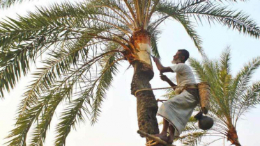 ঝালকাঠিতে হারিয়ে যাচ্ছে ঐতিহ্যবাহী খেজুর রস!