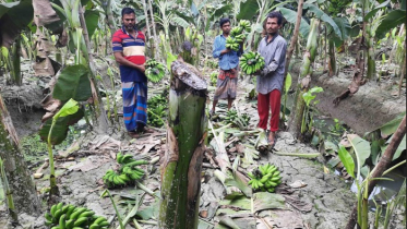 ৫ লক্ষাধিক টাকার কলা ও গাছ কেটে ফেলল দূর্বৃত্তরা