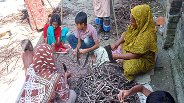 শিশু গাছের পোকা লাগানো ডাল ভাঙ্গার হিড়িক, পাচারের অভিযোগ