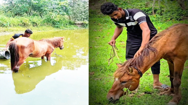 শ্মশান থেকে উদ্ধার অন্ধ ঘোড়ার খাবারের দায়িত্ব নিলেন হুইপ বকুল