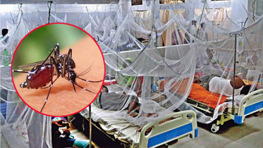 খুলনায় ডেঙ্গুতে একদিনে ৬ জনের মৃত্যু, আক্রান্ত ২৫০ খুলনায় ডেঙ্গুতে একদিনে ৬ জনের মৃত্যু, আক্রান্ত ২৫০