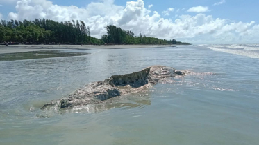 কুয়াকাটা সৈকতে ভেসে এলো মৃত তিমি ও ডলফিন