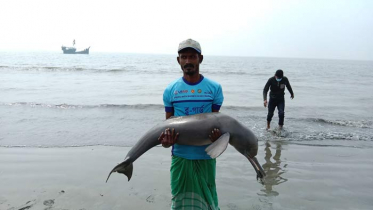 কুয়াকাটা সৈকতে আহত ডলফিন উদ্ধার, পরে মৃত্যু