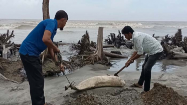 কুয়াকাটা সমুদ্র সৈকতে ভেসে এলো মৃত ডলফিন