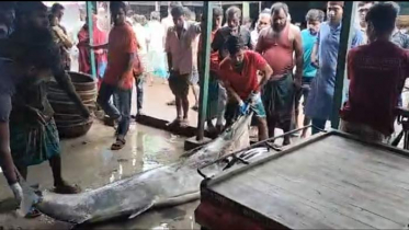জেলের জালে ধরা পড়লো ৫ মণ ওজনের ব্ল্যাক মার্লিন ফিস
