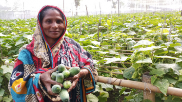 কুড়িগ্রামে বন্যার ক্ষতি কমাতে বিকল্প চাষাবাদ