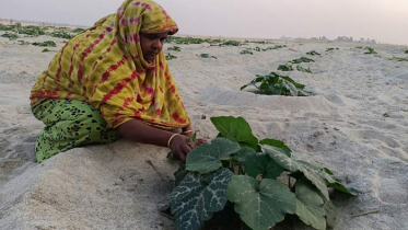 ধুধু বালুচরে কুমড়া চাষে সফল ভূমিহীন কৃষকরা