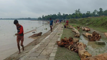 ভারত থেকে কালজানি নদীতে ভেসে আসছে হাজার হাজার গাছের গুড়ি