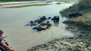 কুড়িগ্রাম সীমান্তে ৪৫টি ভারতীয় মহিষ আটক