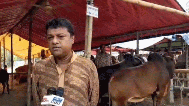 লক্ষ্মীপুরে অস্থায়ী পশুর হাটের কারণে ক্ষতিগ্রস্থ হচ্ছে স্থায়ী হাটের ইজারদাররা