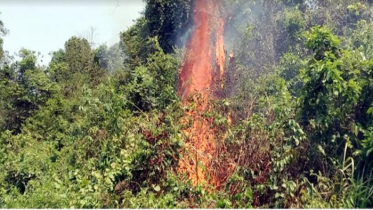 লাউয়াছড়া বনে অগ্নিকান্ডে তদন্ত কমিটি গঠন