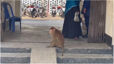 আসামির সঙ্গে থানা হেফাজতে পোষা বানর, এলাকায় চাঞ্চল্য