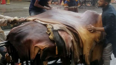 কোরবানির পশু চামড়ার দাম নির্ধারণ, ফুটে বাড়ল ৫ টাকা