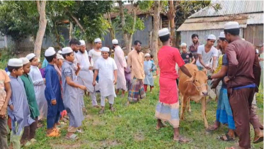আ.লীগ নিষিদ্ধ হওয়ায় গরু জবাই করে খাওয়াচ্ছেন শিশুবক্তা মাদানী