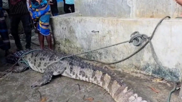 যুবকদের তৈরি ফাঁদে ধরা পড়ল পদ্মার সেই কুমিরটি