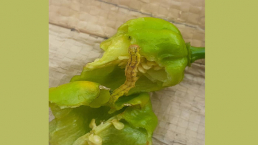 নাগা মরিচের বাম্পার ফলন, পোকার আক্রমণে দুশ্চিন্তায় কৃষক